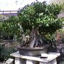 Bonzai tree Bonzai tree